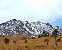 Pinus hartwegii en el el xinantécatl