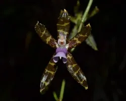 Oncidium reichenheimii