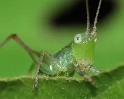 Tettigonia viridissima
