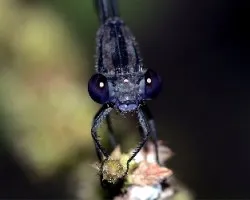 Enallagma cyathigerum