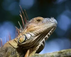 Iguana iguana