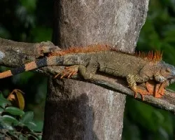 Iguana iguana