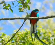 Pharomachrus antisianus