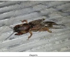 Grillo topo o alacrán cebollero