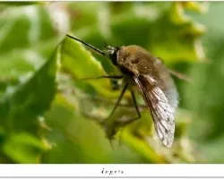 Avispa o abeja ?