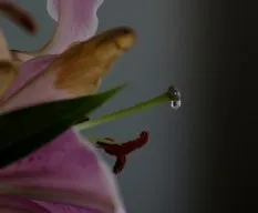 Gota de agua en lirio