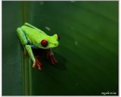 Agalychnis callidryas