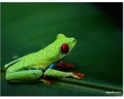 Agalychnis callidryas