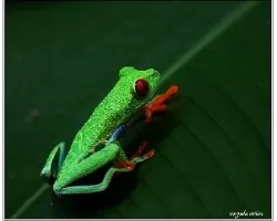 Agalychnis callidryas