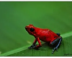 Oophaga pumilio