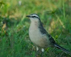 Mimus saturninus