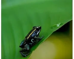 Phyllobates lugubris