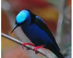 Cyanerpes cyaneus