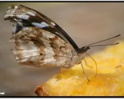 La lengua de las mariposas