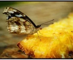 La lengua de las mariposas