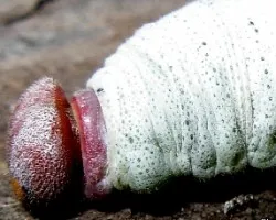 Phocides polybius phanias