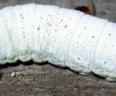 Phocides polybius phanias