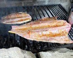 Salminus maxillosus / leporinus obtusidens