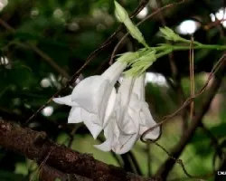 Ipomoea alba