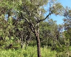 Aspidosperma quebracho blanco