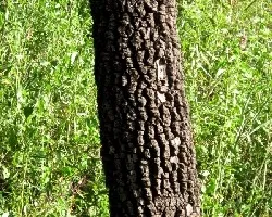 Aspidosperma quebracho blanco