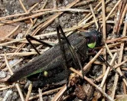 No es saltamontes ni grillo, es un tetigónido!