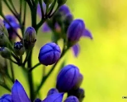 Solanum angustifidum 