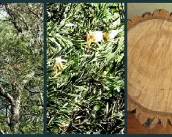 Aspidosperma quebracho blanco