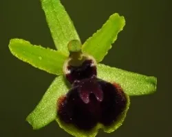 Ophrys sphegodes