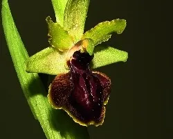 Ophrys sphegodes