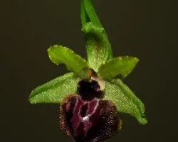 Ophrys sphegodes