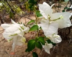 Bougainvillea spectabilis