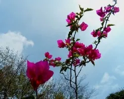 Bougainvillea spectabilis