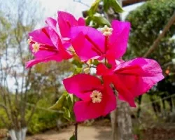 Bougainvillea spectabilis