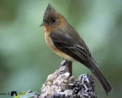 Mitrephanes phaeocercus