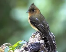 Mitrephanes phaeocercus