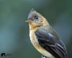 Mitrephanes phaeocercus