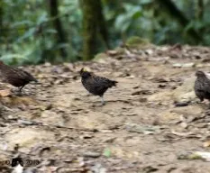 Odontophorus guttatus