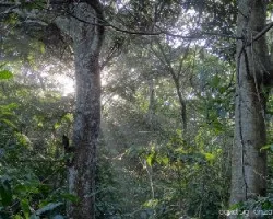 Frescura en el cafetal