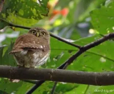 Glaucidium brasilianum