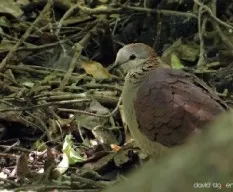 Geotrygon albifacies