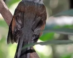 Myadestes occidentalis