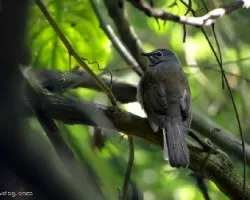 Myadestes occidentalis