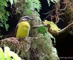 Myiodynastes hemichrysus