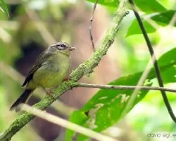 Basileuterus tristriatus