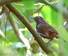 Cantorchilus thoracicus