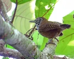 Cantorchilus thoracicus
