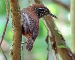 Cantorchilus thoracicus