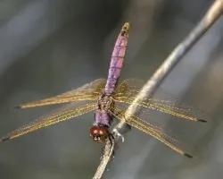Trithemis annulata