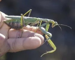 Sphodromantis viridis